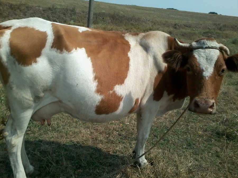 Коровы которые продают. Коровы которые продают. Молодые коровы. Продается корова. Пестрая корова.