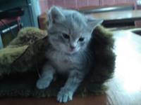 Котики великі і маленькі