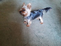 Продати собаку