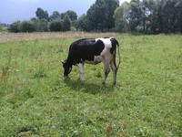 Продається корова