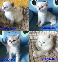 Котята редких и нарядных окрасов