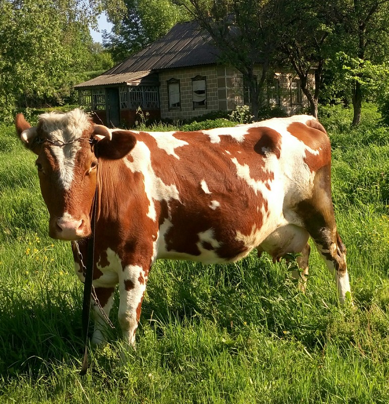Коровы которые продают. Продается корова. Корова в сарае айширка. Коровы которые продают. Продается корова дойная стельная.