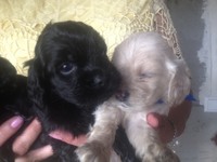 Продаються цуценята кокер спаніель