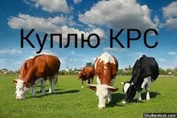 Закупаем крс