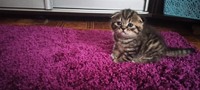 Продаются котята