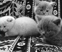 Продам котеняток
