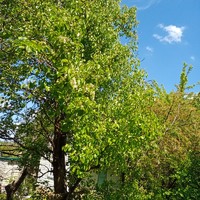 Продается дача на р. Сура 30 км от г. Днепра!