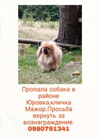 Пропала собака породы пекинес