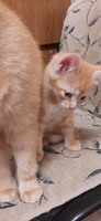 Рыжий котенок