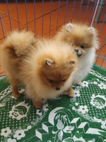 Девочки 5,5 месяца Документы КСУ чип