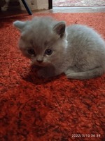 Шотландская девочка