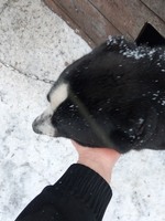 Отдам бесплатно в хорошие руки охранника