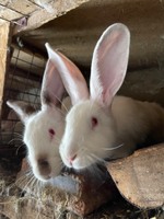 Продам кролики різного віку