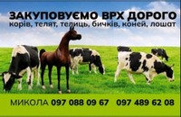 Закупівля  ВРХ