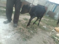 Продам тёлочку 2 месяца