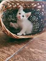 Кошеня дві дівчинки