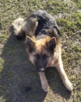 Віддам в хороші руки німецьку вівчарку