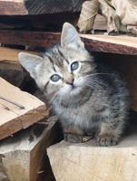 Віддам котенятко