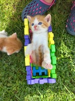 Кошеня котик киця ДАРУЮ