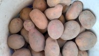 Продам домашню картоплю.