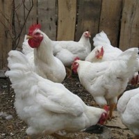 Сипець перегній чорнозем