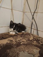 Котики