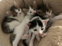 Віддам у добрі руки котиків