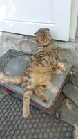 Котик в добрі руки