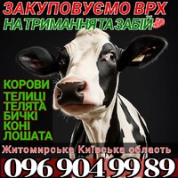 Закупiвля врх крс Житомирська Київська область на тримання та Мясо корови телиці телята бичкі коні лошата також перевезення ВРХ