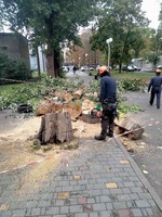 Корчевание пней. садовник обрезка, сада, спил дерева, уборка Одеса,