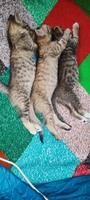 Кошенята в добрі руки