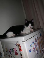 Віддам котика меблі до котика продам за хорошу ціну)