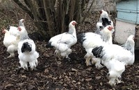 Продам молодого півника Брама