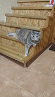 Пропала домашня улюблениця!
