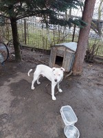 Продам собаку