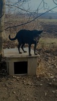 Віддам собаку безкоштовно