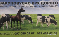 Закупивля великой рогатой худоби