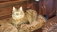 Кота даром.