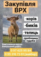 Куплю корів, биків, телиць