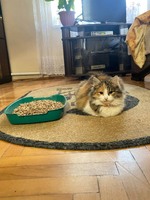 Котячий наповнювач для лотка