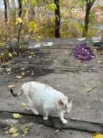 Ловля кота в парку платно!