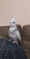 Попугай Коррела