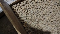 Продам дрібну картоплю