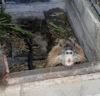 Молодняк нутрий, на племя и мясо
