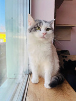 Дивовижний котик Кабачок