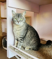 Срібляста красуня Тая