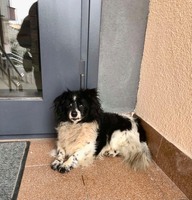 Безкоштовно собака, Вул. Крушельницька,8
