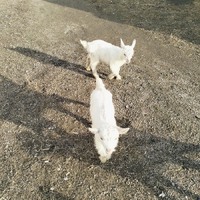 Продам малих козенят