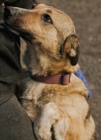 Лагідна та делікатна Моллі