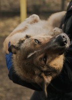 Лагідна та делікатна Моллі. Безкоштовно